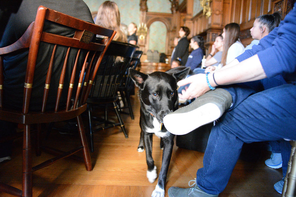 BetterVet Dallas, Mobile Vet Care cover