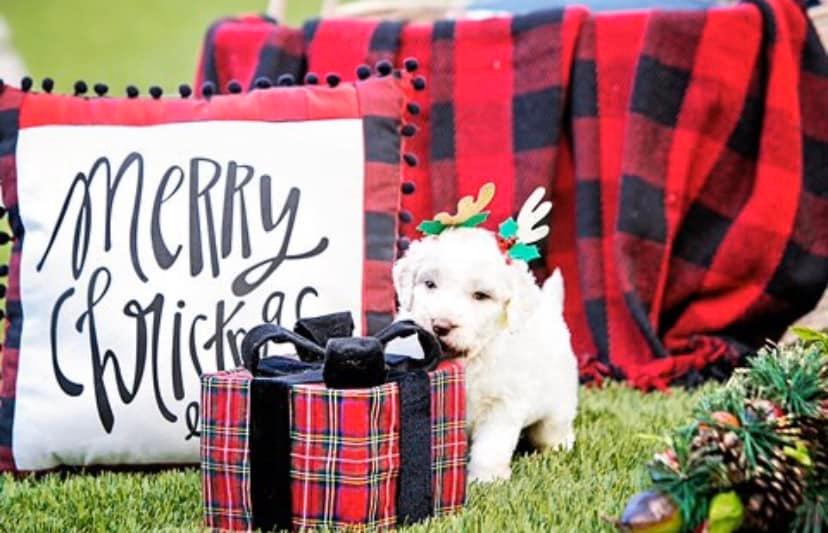 San Diego Goldendoodles cover