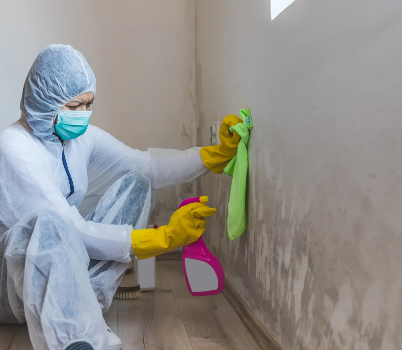 Peach Tree Mold Removel cover